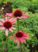 foto Flores do Jardim Coneflower, Coneflower Oriental, Echinacea vermelho