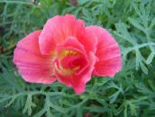 pink California Poppy