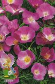 lilac California Poppy
