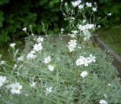 fotografie Zahradní květiny Snow-In-Létě, Cerastium bílá