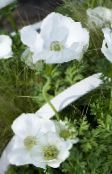 white Crown Windfower, Grecian Windflower, Poppy Anemone