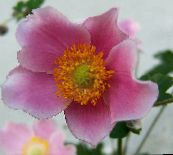 pink Crown Windfower, Grecian Windflower, Poppy Anemone