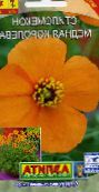 fotografie Zahradní květiny Větru Mák, Stylomecon heterophyllum oranžový