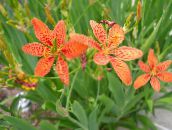 orange Blackberry Lily, Leopard Lily
