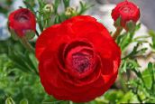 red Ranunculus, Persian Buttercup, Turban Buttercup, Persian Crowfoot
