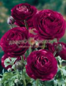 foto Flores de jardín Ranúnculo, Ranúnculo Persa, Ranúnculo Turbante, Crowfoot Persa, Ranunculus asiaticus vinoso