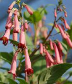 pink Cape Fuchsia