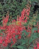 red Cape Fuchsia