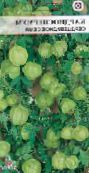 снимка Градински цветове Балон Лоза, Обичам В Облаче, Heartseed, Cardiospermum halicacabum бял