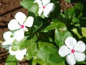 white Rose Periwinkle, Cayenne Jasmine, Madagascar Periwinkle, Old Maid, Vinca