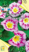 fotografie Záhradné kvety Pozemné Pupenec, Bush Pupenec, Silverbush, Convolvulus ružová