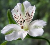 white Alstroemeria, Peruvian Lily, Lily of the Incas