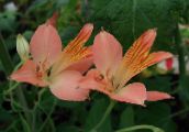 pink Alstroemeria, Peruvian Lily, Lily of the Incas