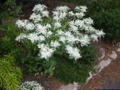 photo Garden Flowers Snow-On-The-Mountain, Euphorbia marginata white