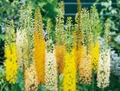 yellow Foxtail Lily, Desert Candle