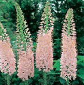 pink Foxtail Lily, Desert Candle