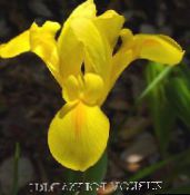 yellow Dutch Iris, Spanish Iris