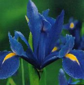 foto I fiori da giardino Olandese Iris, Iris Spagnolo, Xiphium blu