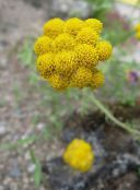 yellow Yellow Ageratum, Golden Ageratum, African Daisy