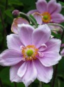 lilac Japanese Anemone