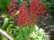 red Coral Bells, Alumroot, Coralbells, Alum Root