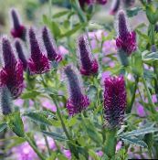 purple Red Feathered Clover, Ornamental Clover, Red Trefoil
