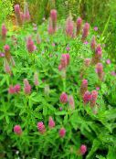 pink Red Feathered Clover, Ornamental Clover, Red Trefoil