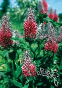 red Red Feathered Clover, Ornamental Clover, Red Trefoil