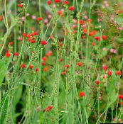 rot Quaste Blume, Flora Der Pinsel