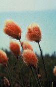 orange Cotton Grass