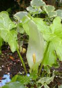 photo les fleurs du jardin Arum Italicum vert