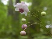 lilac False Anemone