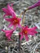 pink Oxblood lily, schoolhouse lily