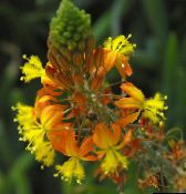 foto Tuin Bloemen Bulbine, Bulbinella, Burn Gelei Plant, Gestalkt Bulbine, Oranje Bulbine oranje