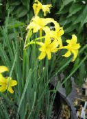 yellow Peruvian Daffodil, Perfumed Fairy Lily, Delicate Lily