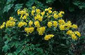 yellow Arnebia