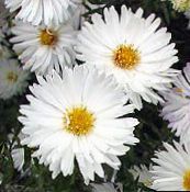 fotografie Zahradní květiny Astra, Aster bílá