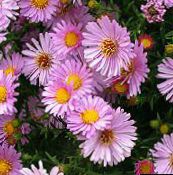 rosa Aster