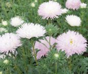 foto Have Blomster China Aster, Callistephus chinensis pink