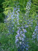снимка Градински цветове Невярна Индиго, Baptisia светло синьо