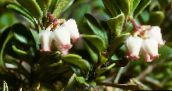 white Bearberry, Kinnikinnick, Manzanita