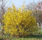 ფოტო ბაღის ყვავილები Forsythia ყვითელი