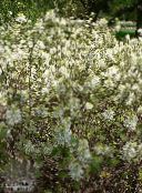 foto Flores de jardín Aliso Bruja, Fothergilla blanco