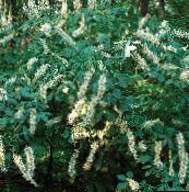 снимка Градински цветове Photinia бял
