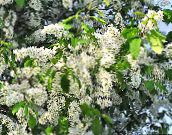foto I fiori da giardino Uccello Ciliegia, Prugna Ciliegia, Prunus Padus bianco