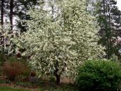 foto I fiori da giardino Uccello Ciliegia, Prugna Ciliegia, Prunus Padus bianco