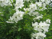 white Pearl bush