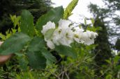 fénykép Kerti Virágok Gyöngyház Bokor, Exochorda fehér