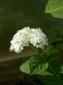 white Smooth Hydrangea, Wild Hydrangea, Sevenbark