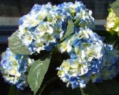 light blue Common hydrangea, Bigleaf Hydrangea, French Hydrangea